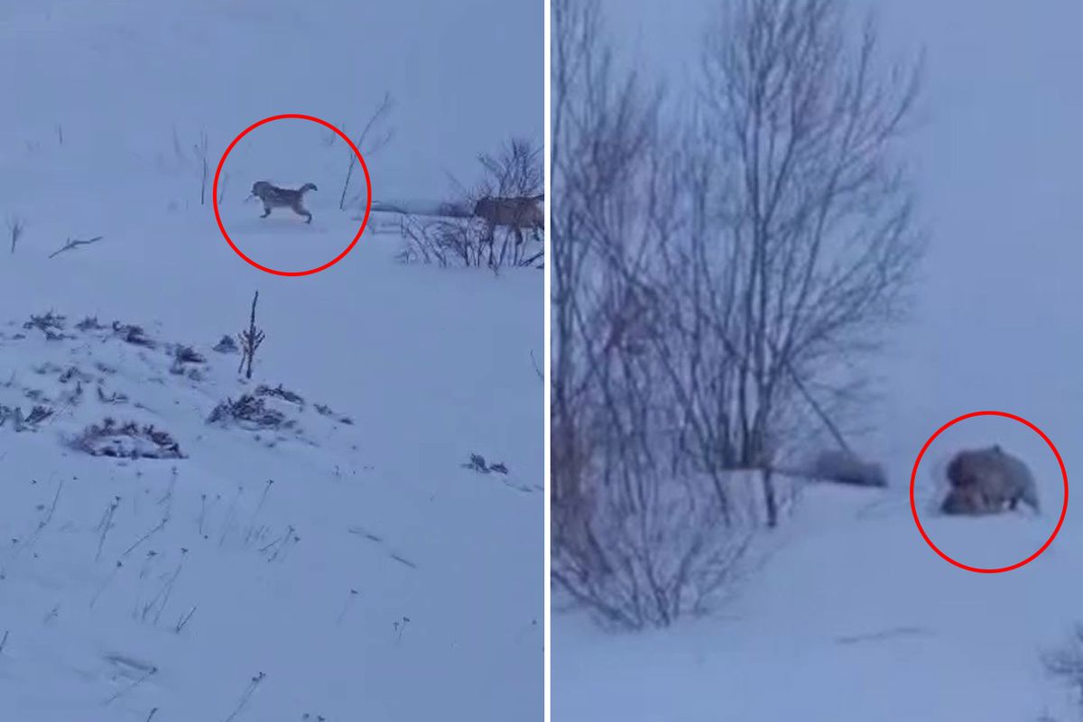 Köye baskın yapan aç kurtlar sert kayaya çarptı