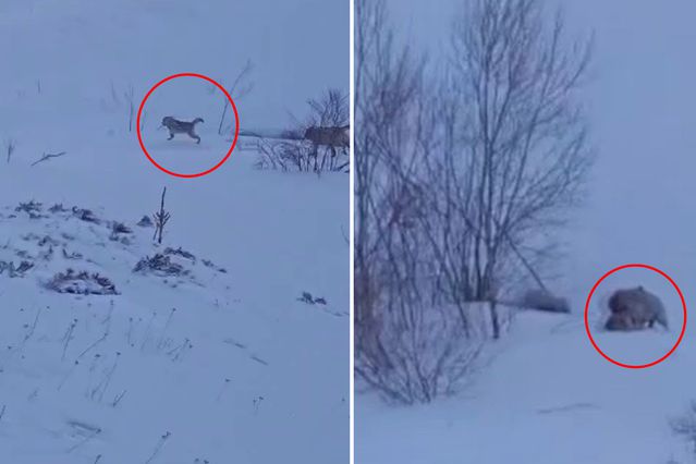 Köye baskın yapan aç kurtlar sert kayaya çarptı