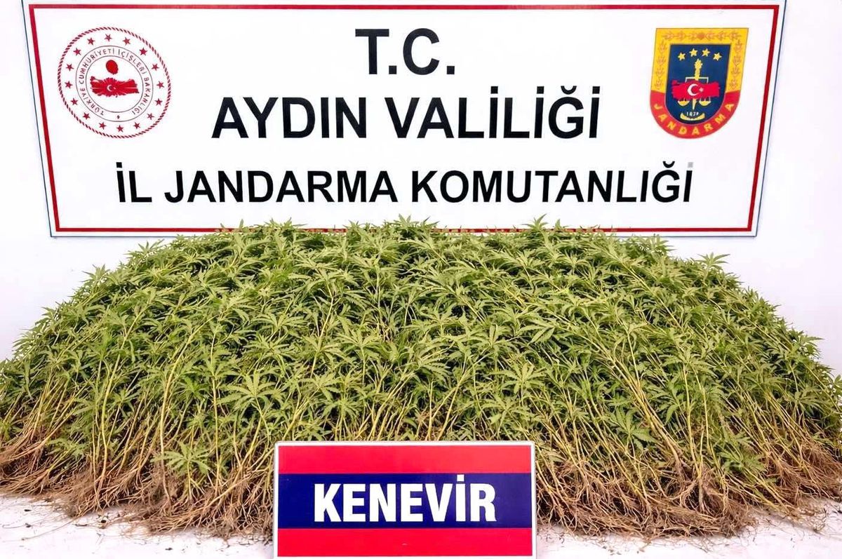 Nazilli\'de 208 Kök Hint Keneviri Ele Geçirildi