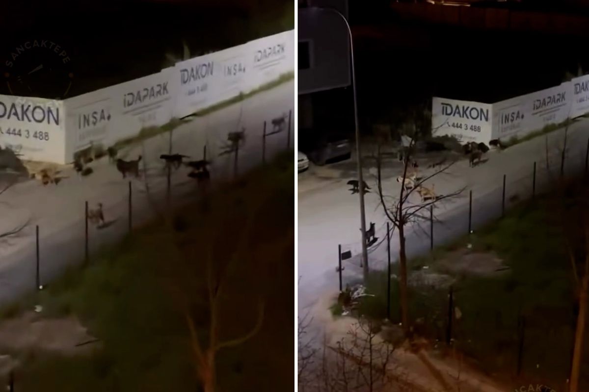 Sancaktepe\'de ürküten manzara! Videoyu izleyenler belediye başkanını etiketledi