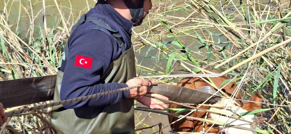 Tahliye Kanalındaki İnekler Kurtarıldı