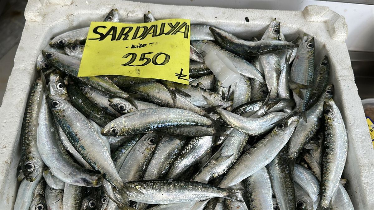 Hamsi Avı Krizi: Hızlı Avlanma Sorunlara Neden Oldu