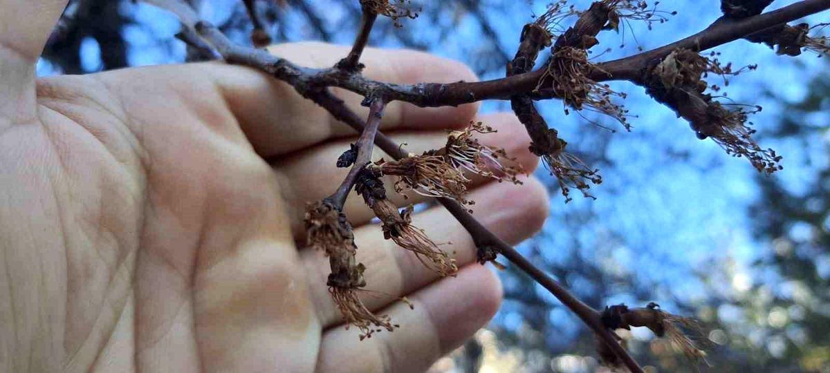 Erzincan\'da Kayısı Ağaçlarına Zirai Don Zarar Verdi