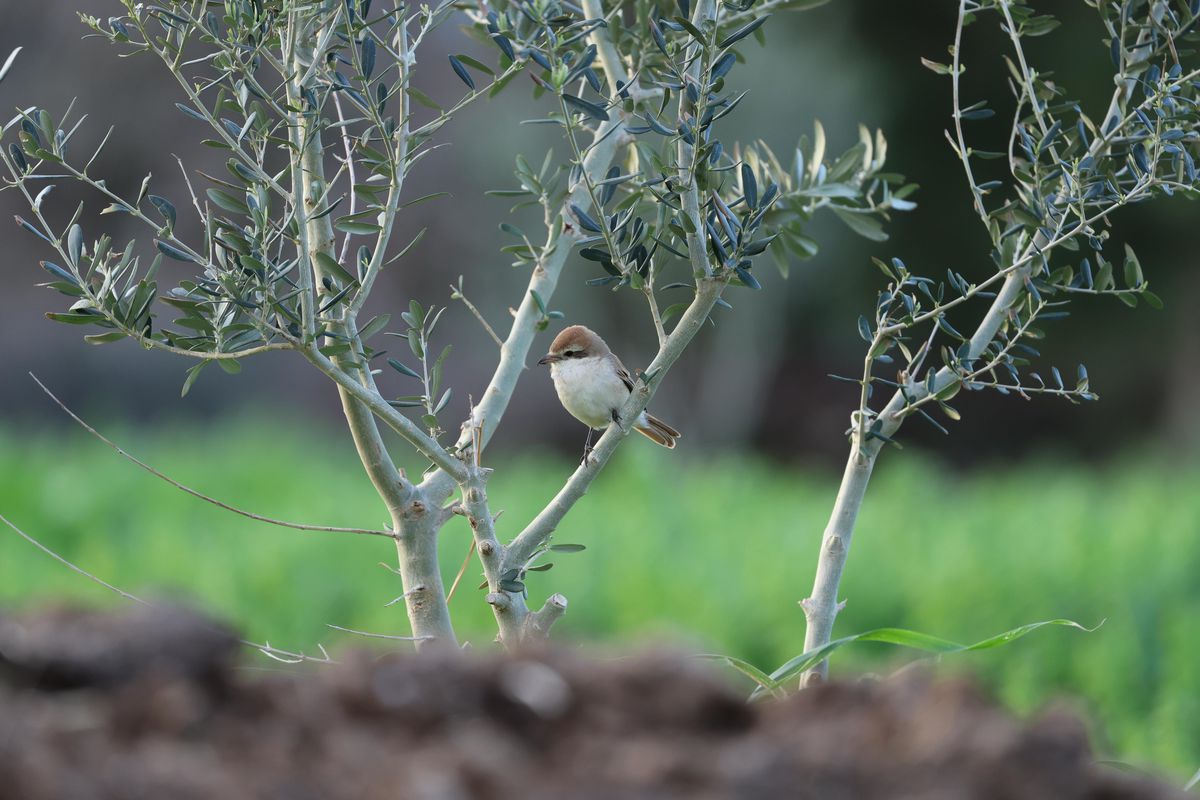 Hatay\'da Türkistan Örümcekkuşu Gözlemlendi