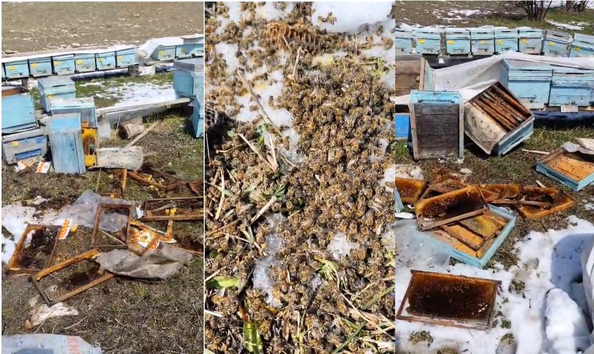 Hakkari\'de Ayı Saldırısı, Arılı Kovanlar Zarar Gördü