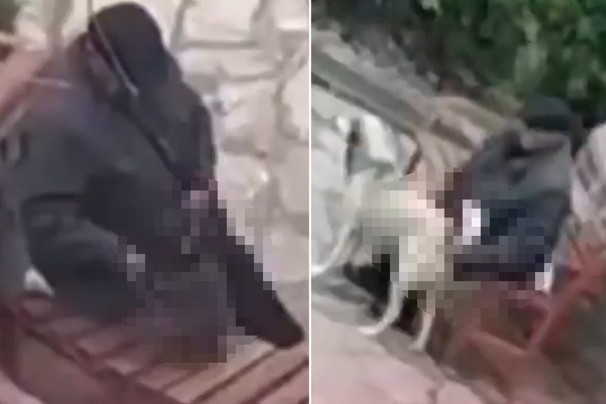 Skandal görüntü! Parktaki sokak hayvanlarını istismar etti