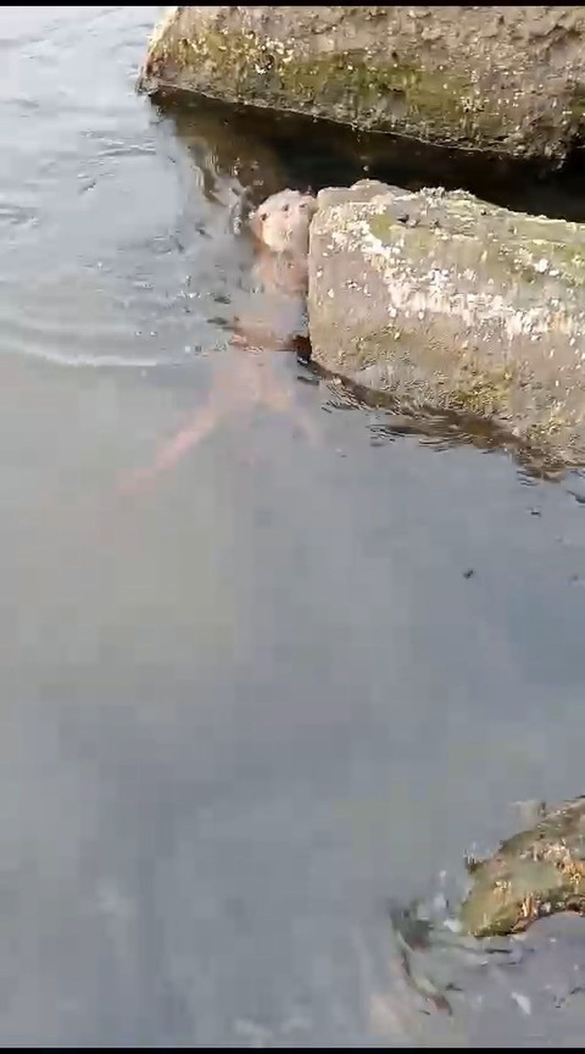 Su Samuru Balıkçıdan Balığı Çaldı