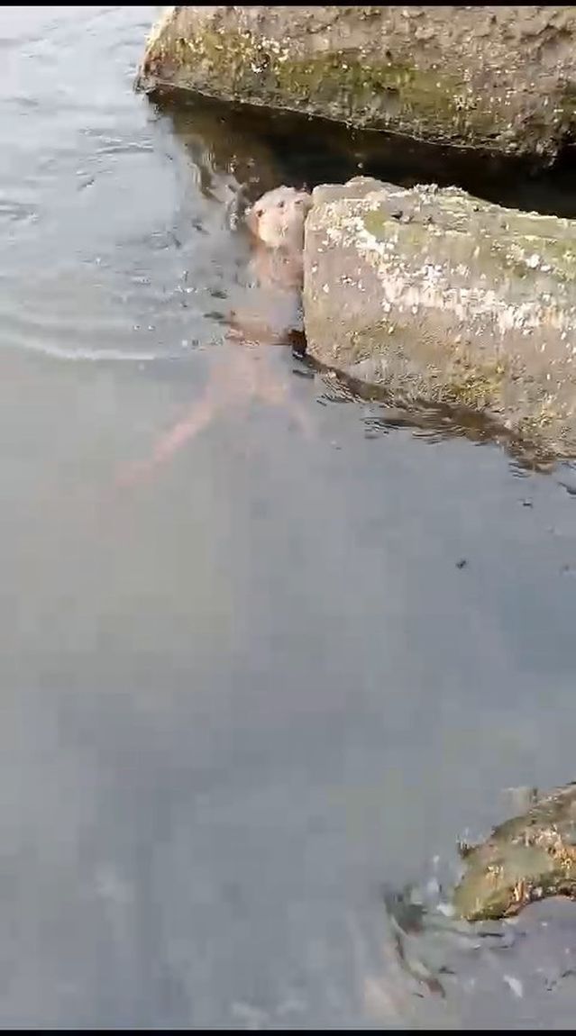 Su Samuru Balıkçıdan Balığı Çaldı