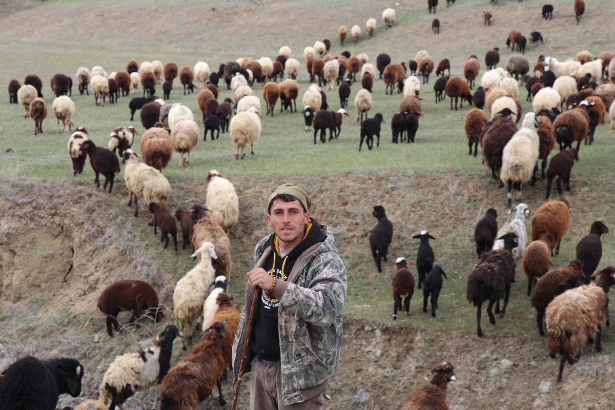 Dronla Çobanlık: 30 Saniyede Koyunlar Toplandı