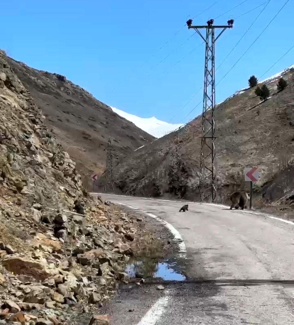 Gümüşhane\'de Sevimli Ayı Annesi ve Yavruları