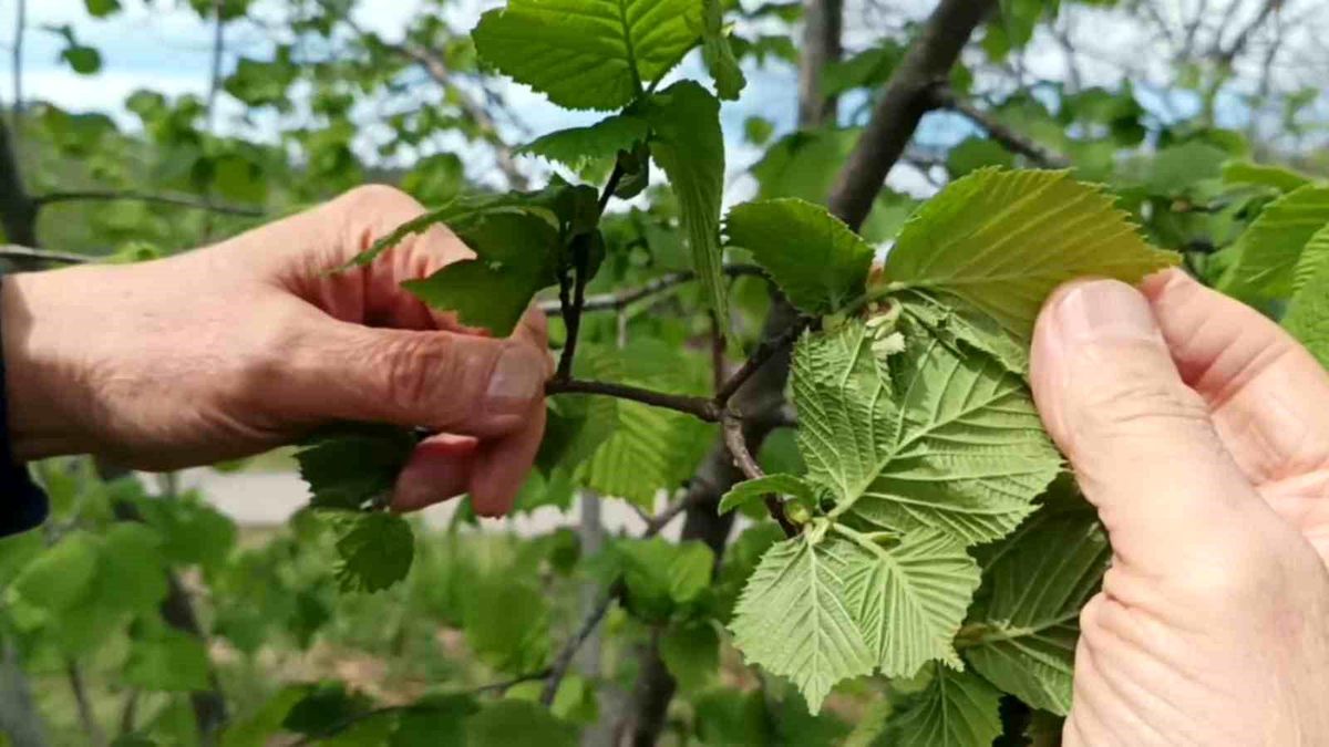 Fındıkta Verim Düşüklüğü Tehdidi