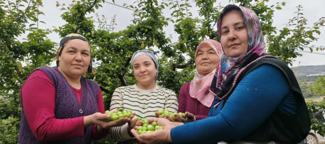 Hasadı başladı, fiyatı 200 TL'ye kadar düştü