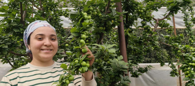 Hasadı başladı, fiyatı 200 TL'ye kadar düştü