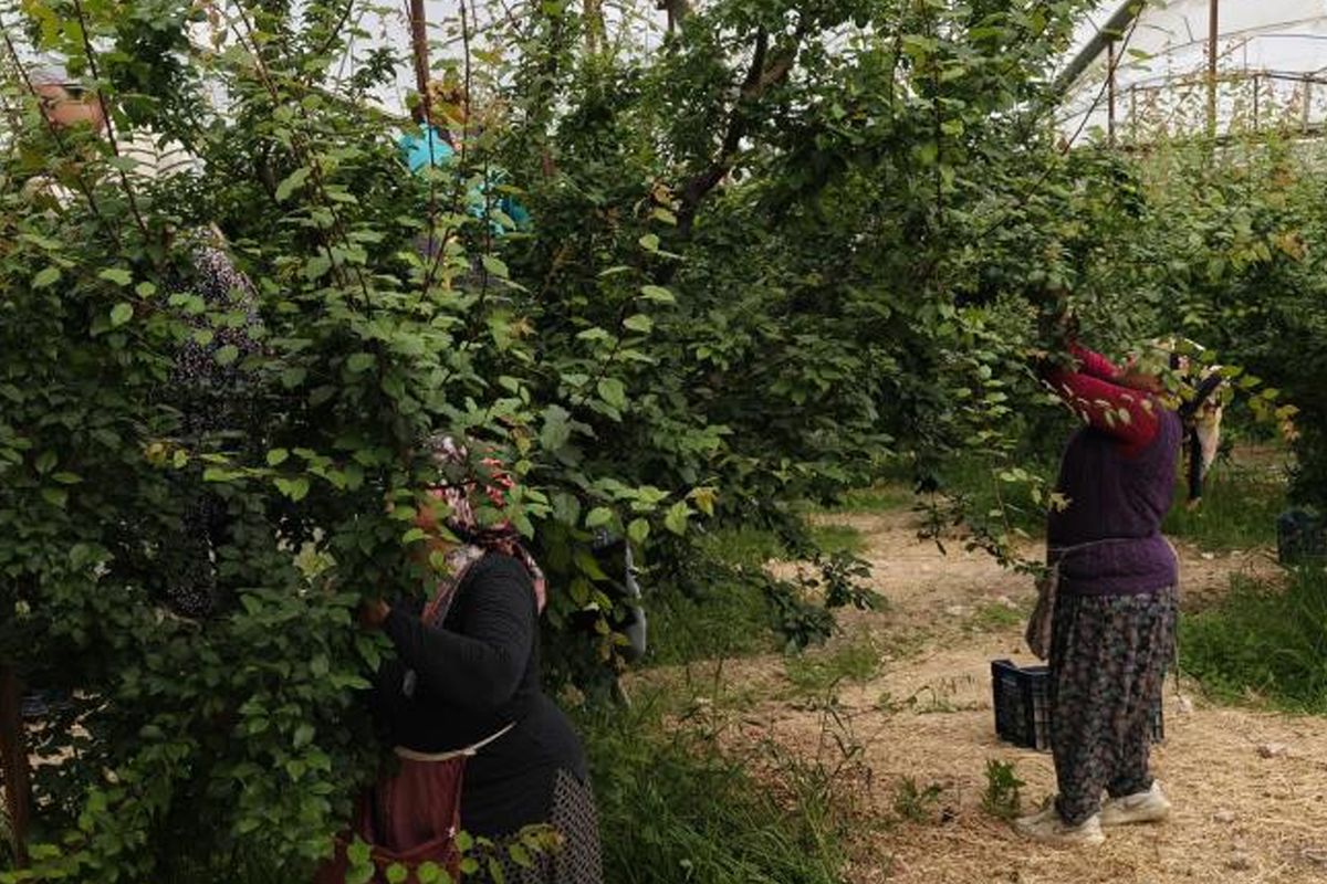 Hasadı başladı, fiyatı 200 TL\'ye kadar düştü