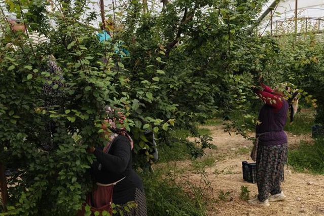 Hasadı başladı, fiyatı 200 TL’ye kadar düştü