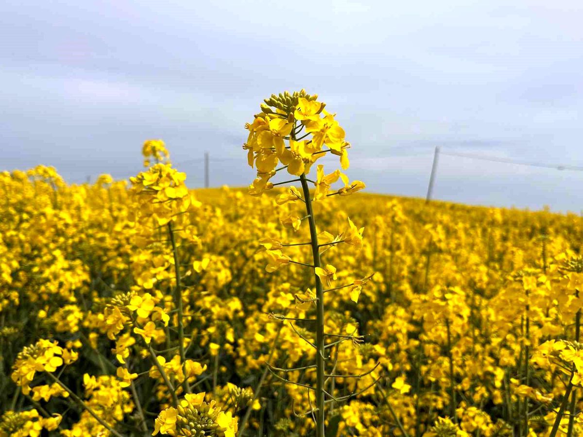 Hayrabolu\'da Kanola Çiçek Açtı