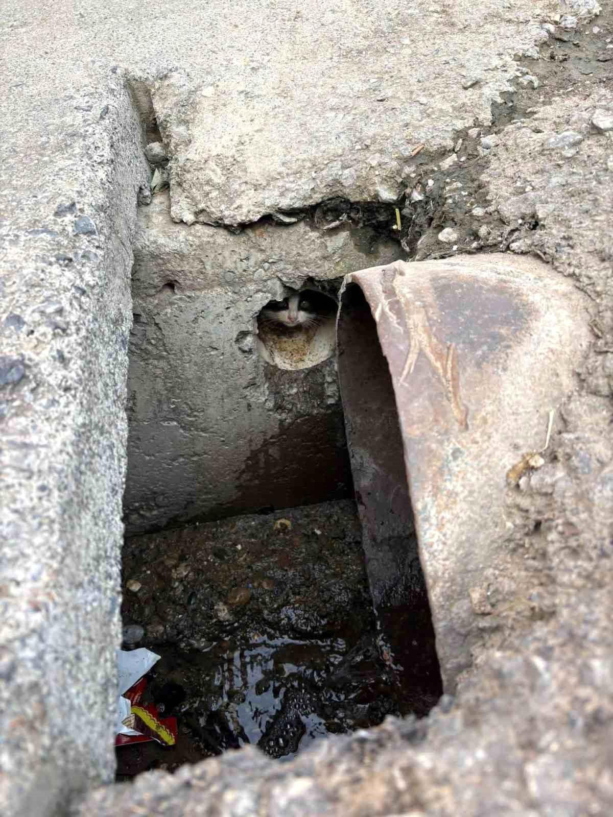 Rögar Borusundan Kurtarılan Yavru Kediler