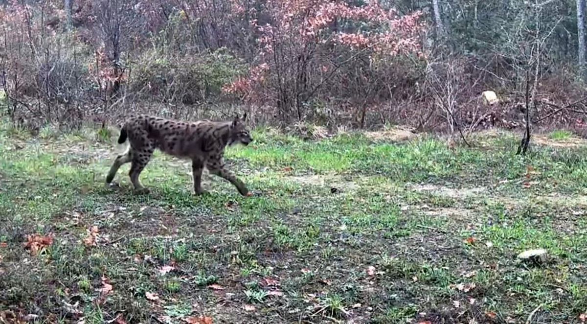 Ovacık\'ta Yaban Hayvanları Fotokapana Yansıdı