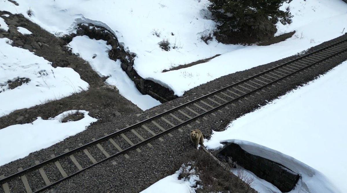 Boz Ayının Drone ile Karşılaşması