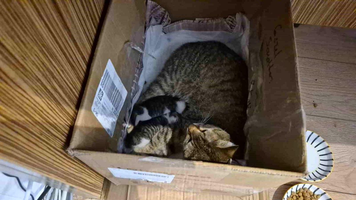 Neva\'nın Yavruları: Umut Dolu Bir Hikaye