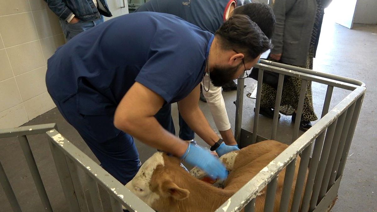 OMÜ Hayvan Hastanesi 30 Bin Vaka ile Yoğun Çalışıyor