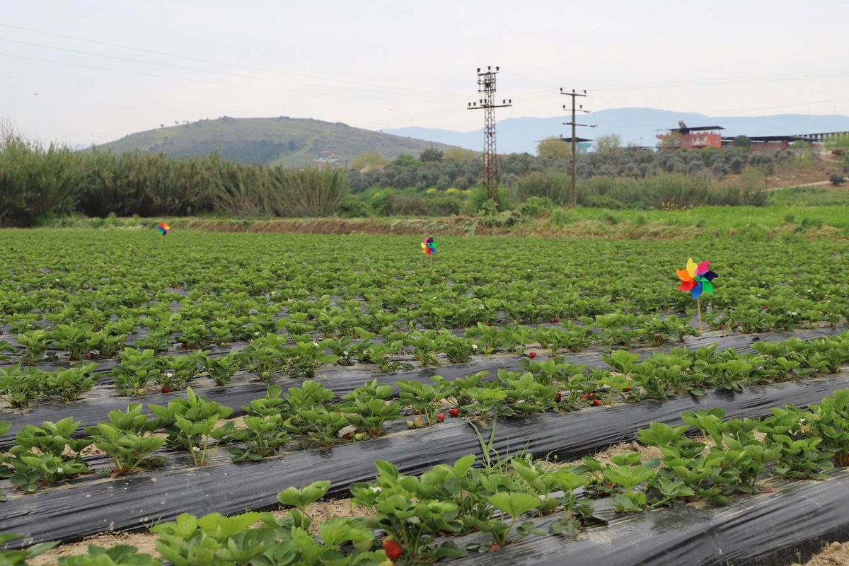 Tire\'de Organik Çilek Hasadı Başladı