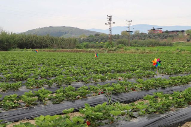 Tire’de Organik Çilek Hasadı Başladı