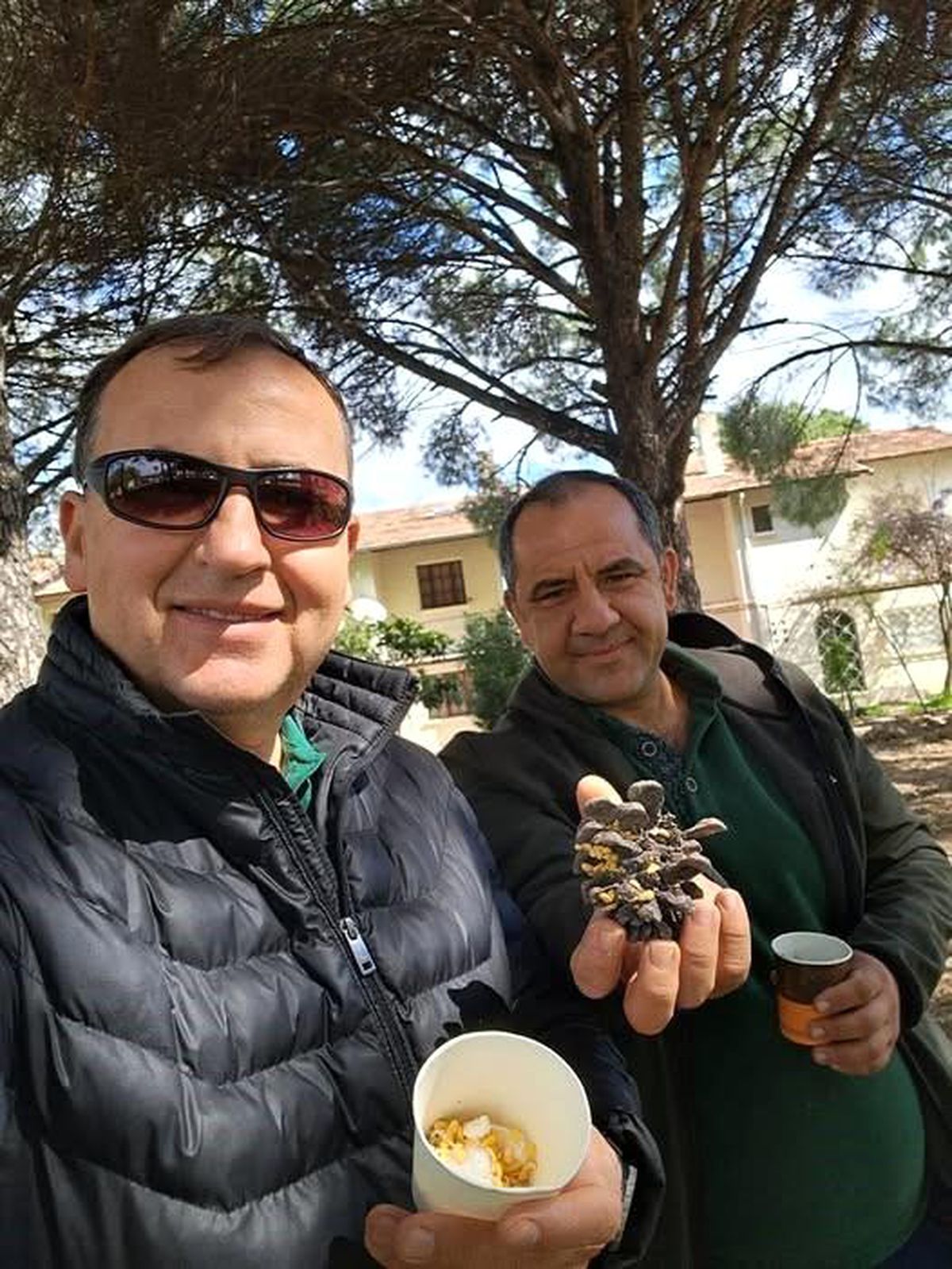 Kuraklık Çam Balı Üretimini Tehdit Ediyor