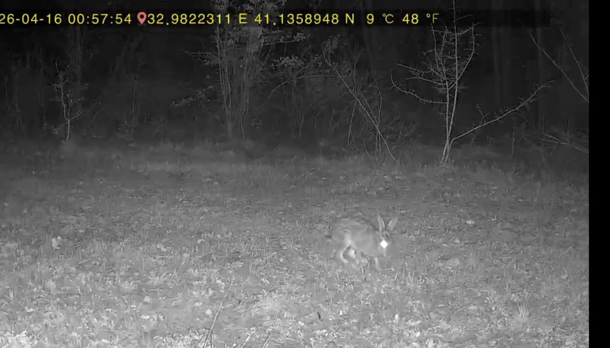 Ovacık\'ta Fotokapan ile Yaban Hayvanları Görüntülendi