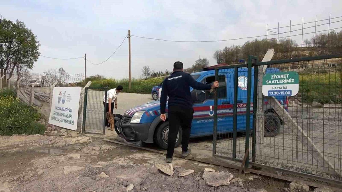 Yalova\'daki barınakta köpek ölümleriyle ilgili soruşturma