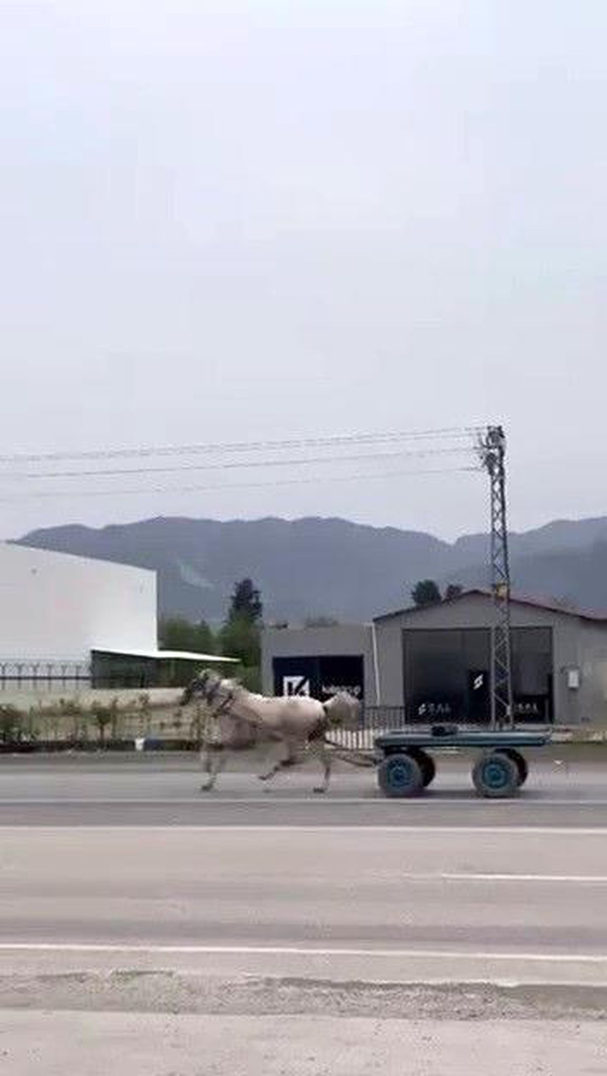 Hatay\'da Trafikte Kaçan At Arabası