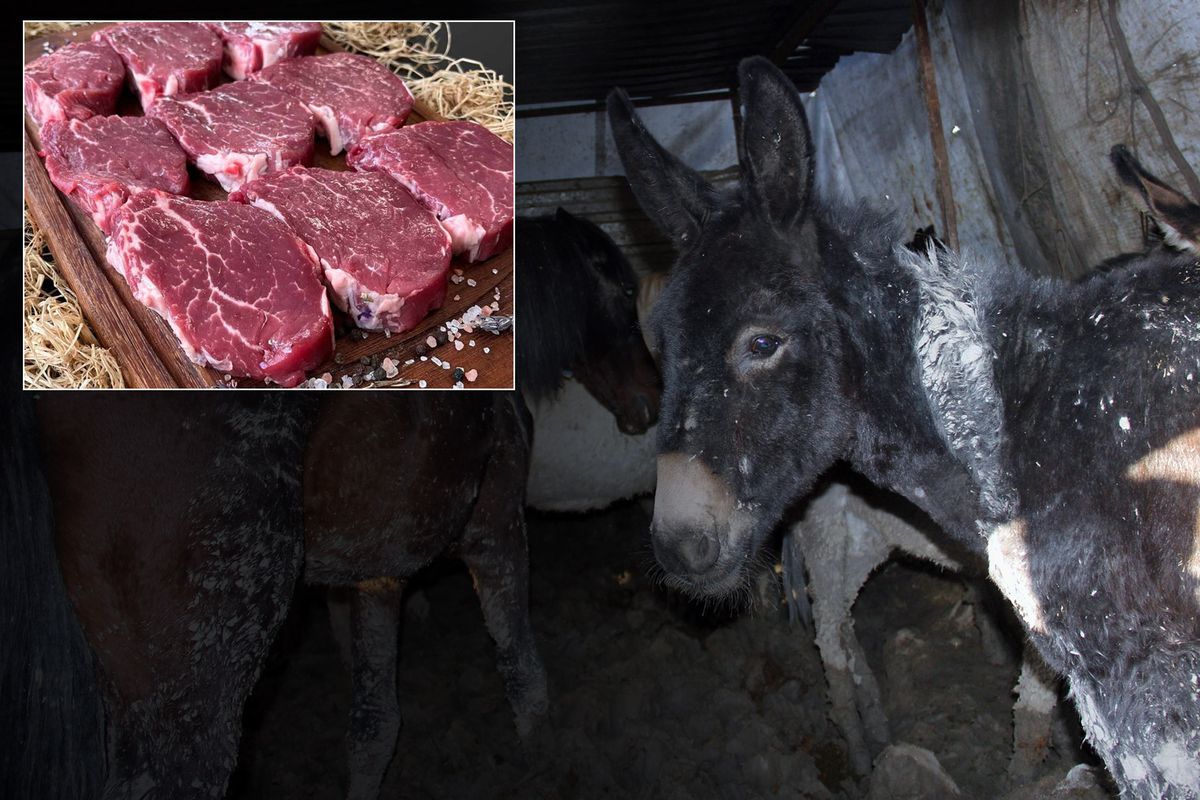 Bakanlık markayı açıkça ifşa etti: Vatandaşa at ve eşek eti yedirmişler