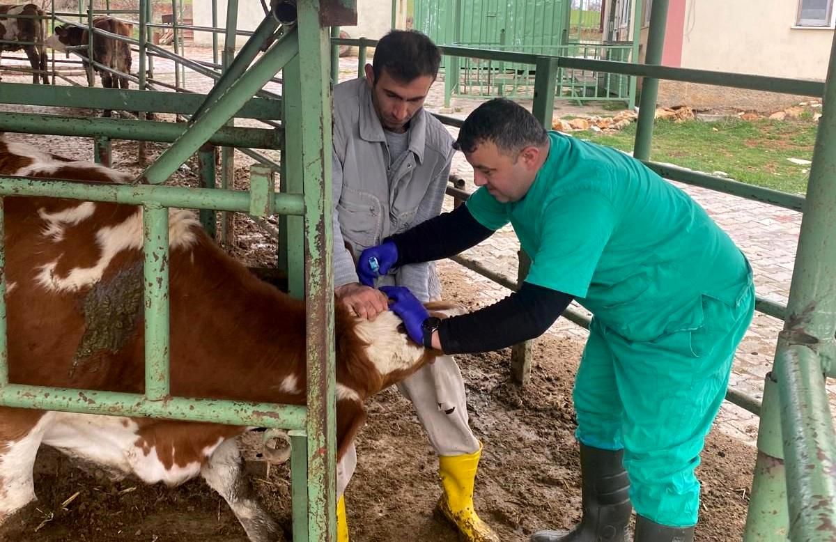 Beyşehir\'de Şap Aşısı Çalışmaları Devam Ediyor