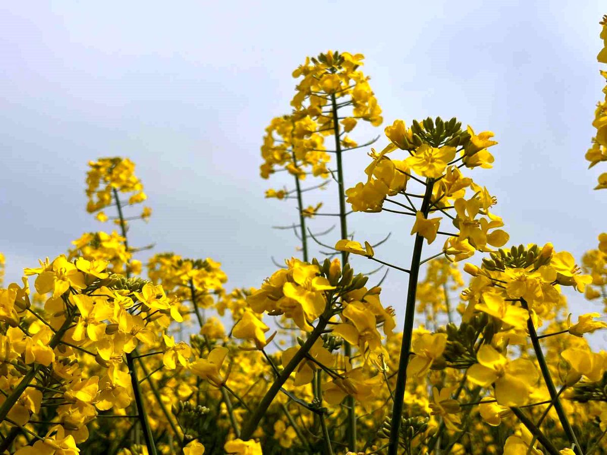 Hayrabolu\'da Kanola Tarlaları Görsel Şölen Sunuyor