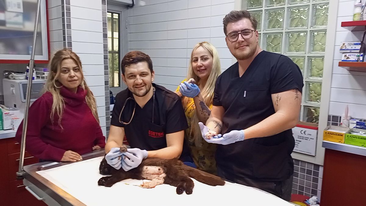 Çift Başlı Yavru Doğumuna Sezaryen