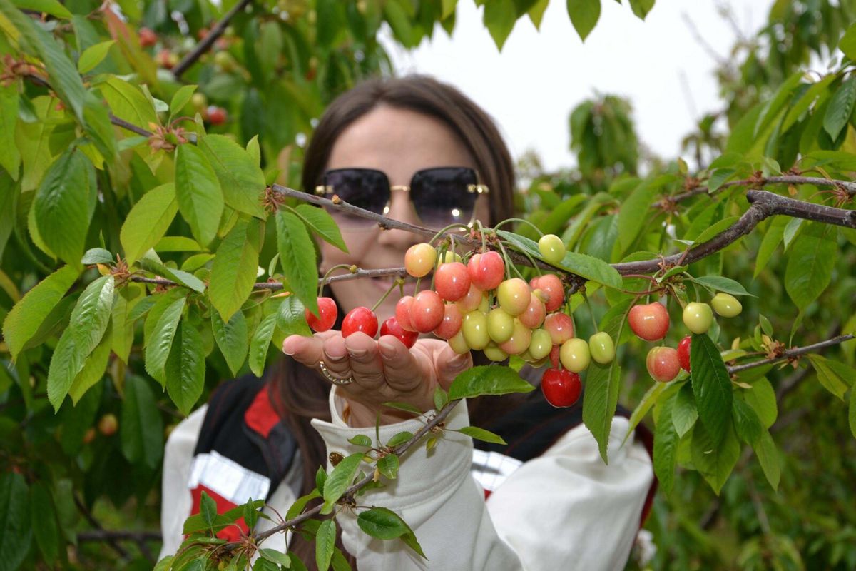 Manisa\'da İlk Kiraz 6 Bin TL