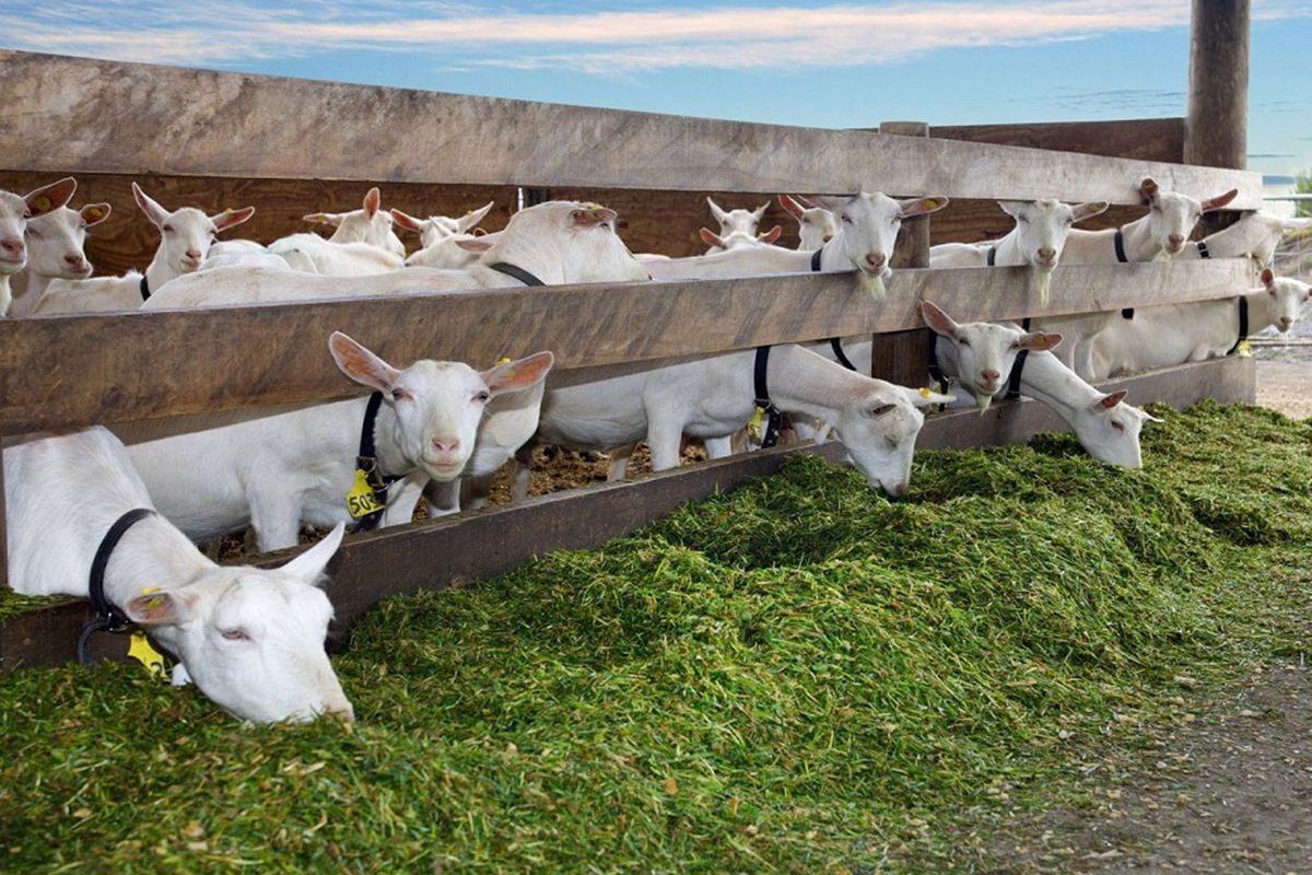 Mide bulandıran olay: Ağıla giren kişiyi kameradan izleyip gördükleri karşısında şoke oldu