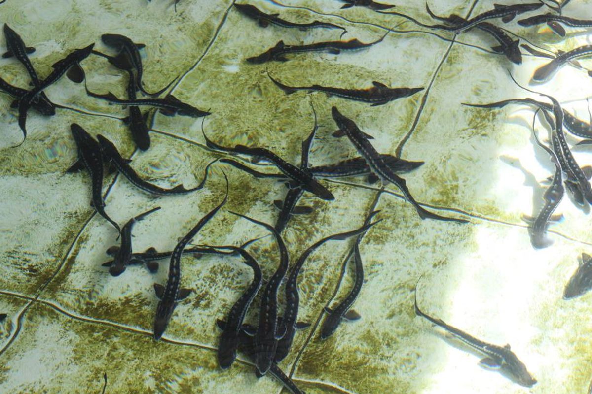 Çiple Karadeniz\'e salınacak! 2 bin dolardan satılıyor