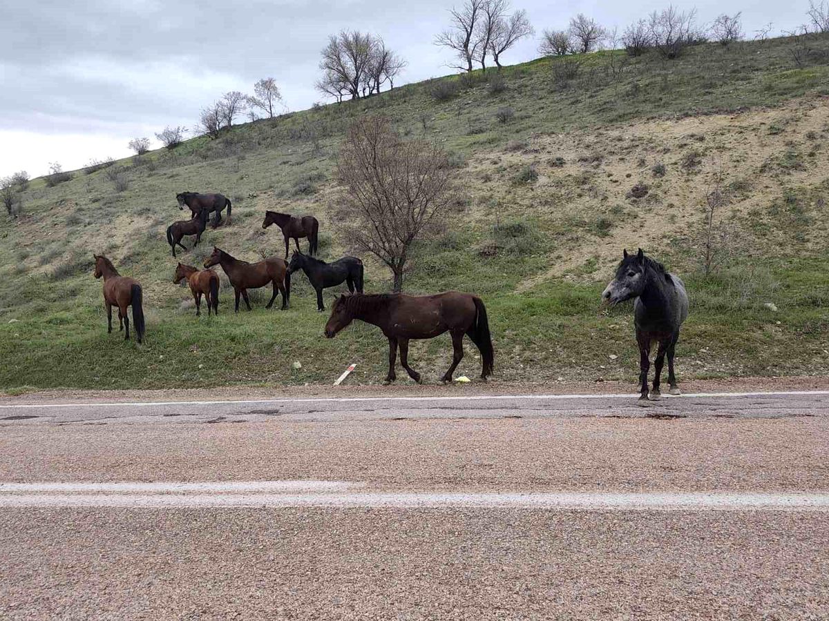 Beypazarı\'nda Yılkı Atları Görüntülendi