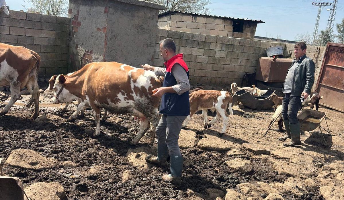 Cizre\'de Hayvancılık İçin Aşılama ve Küpeleme Çalışmaları
