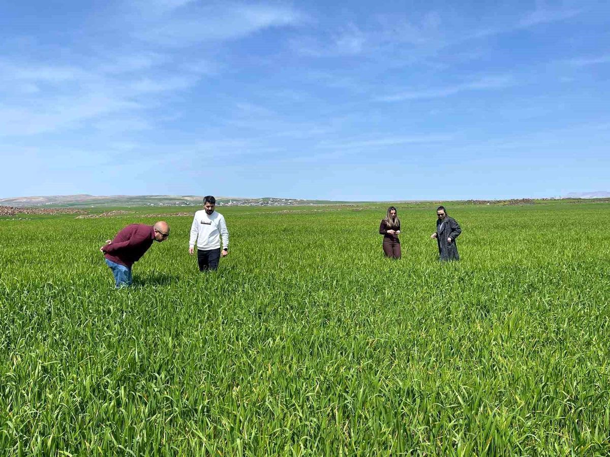 Cizre\'de Süne Zararlısına Önlem