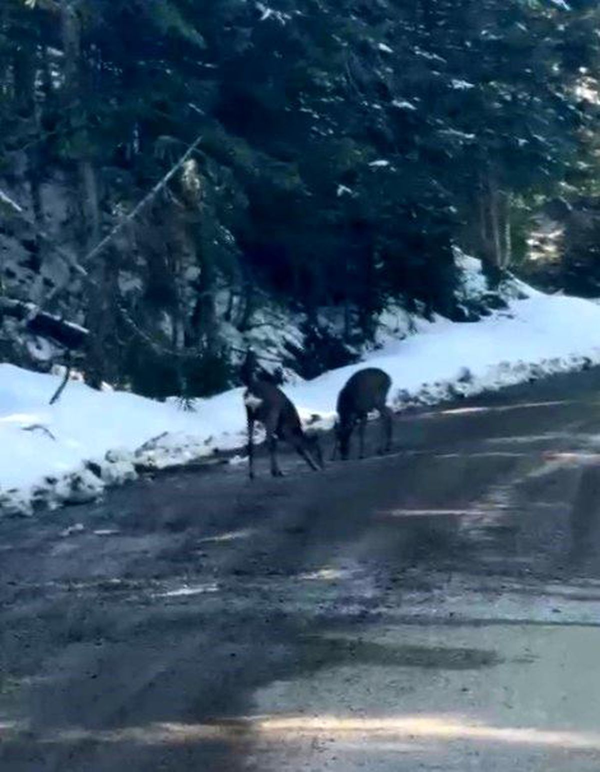 Karacalar Yolda Su İçerken Görüntülendi