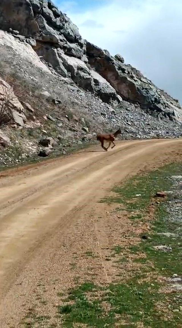 Yaban Keçileri Gümüşhane'de Görüntülendi