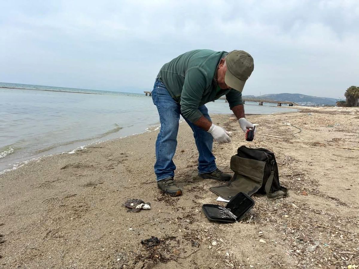 Kuşadası\'nda İki Ölü Deniz Kaplumbağası Bulundu