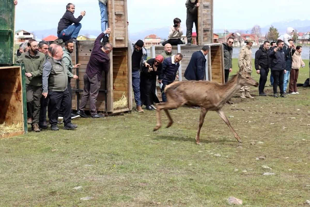 Ordu\'da doğaya 16 kızıl geyik salındı