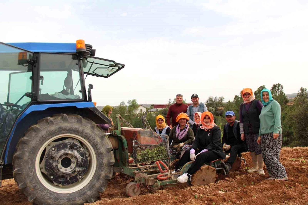 Kaymakam Kuran Kekik Tarlasında
