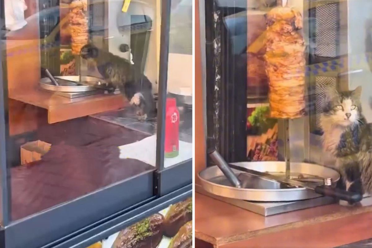 Sokak kedisi, dükkanda asılı haldeki döneri yedi