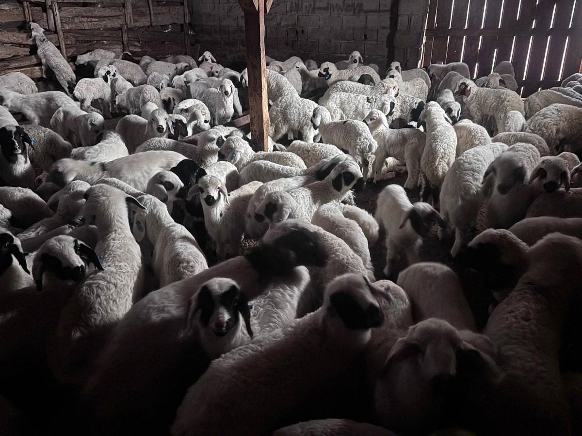 Erzincan\'da Kuzuların Renkli Buluşması