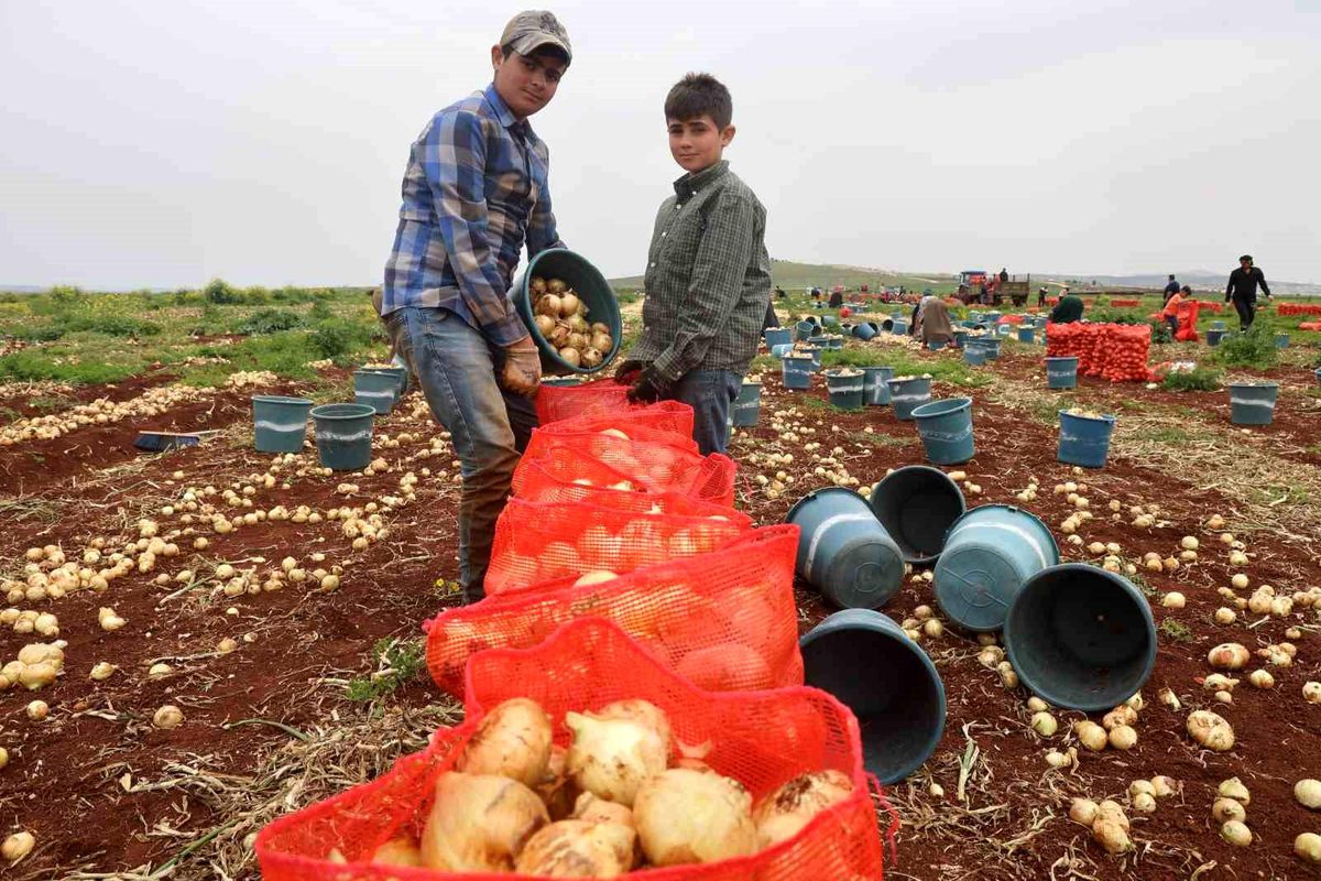 Reyhanlı\'da Bereketli Soğan Hasadı