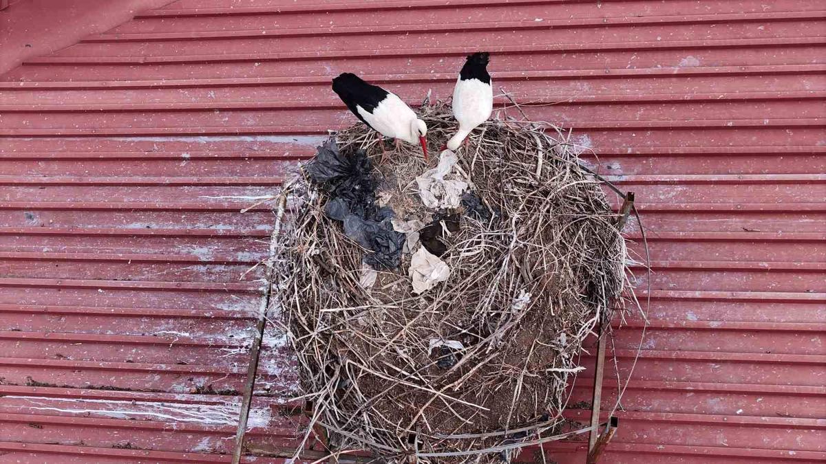 Yıllardır süren gelenek bozulmadı, Sivas\'ın \'Leylekli okulu\' misafirlerine kavuştu